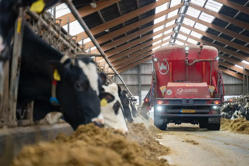 Voermengwagen van Loonvoermengbedrijf Marsman in een koeienstal